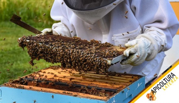 Avviare la Stagione: i Controlli di Primavera all'Alveare
