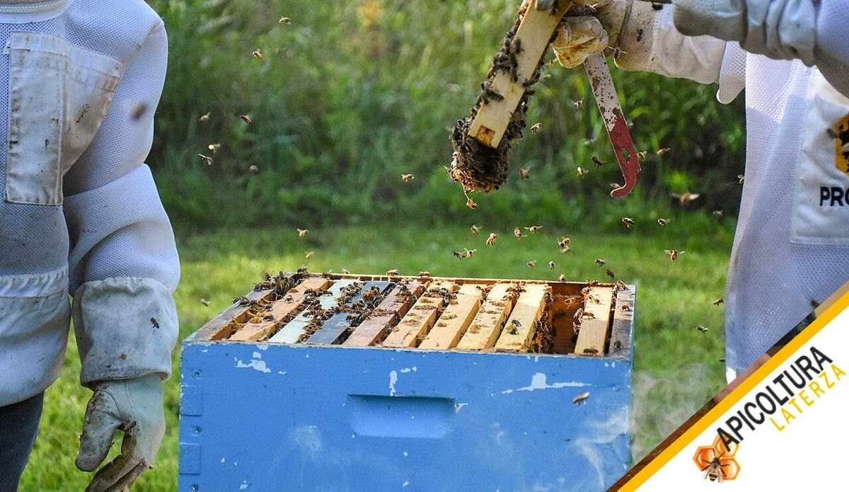 Weak Colonies in Late Summer: Assess, Strengthen or Unite Them Before Winter