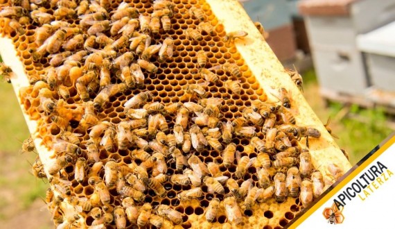 Smielatura: Quando Togliere i Melari e Come Ottenere un Miele Ben Maturo