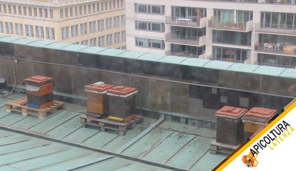 Apicoltura Urbana: Regole, Postazione e Buon Vicinato per Tenere le Api in Città