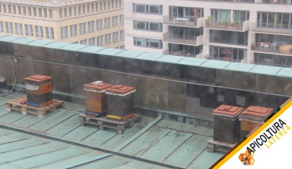 Apicoltura Urbana: Regole, Postazione e Buon Vicinato per Tenere le Api in Città