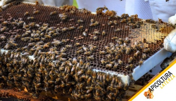 Malattie della Covata: Riconoscere i Segnali e Cosa Impone la Legge