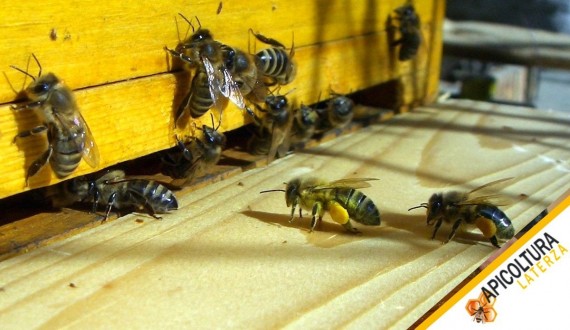 Polline e Propoli: Cosa Serve per Raccoglierli e Quando Conviene