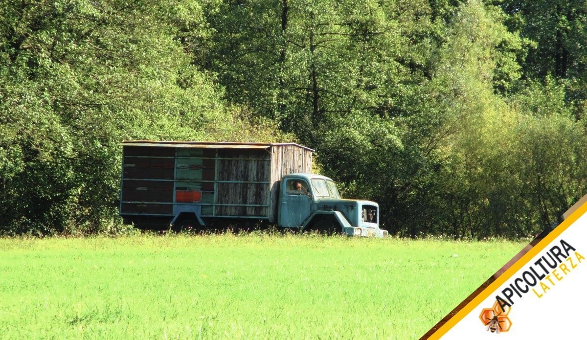 Transhumance Apicole: Quand Deplacer les Ruches est Rentable