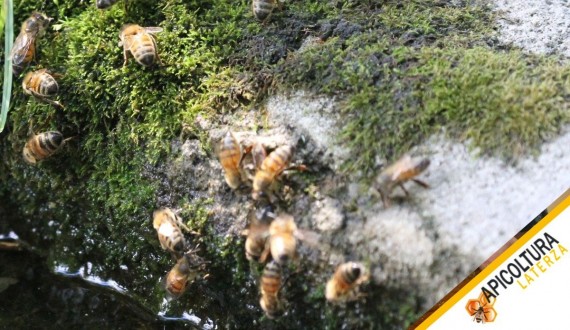 Acqua in Apiario: Fabbisogno Reale e Abbeveratoi che Funzionano