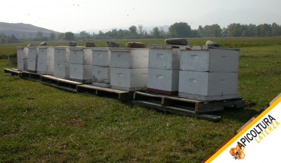 Deriva e Saccheggio: Come la Disposizione dell'Apiario li Provoca