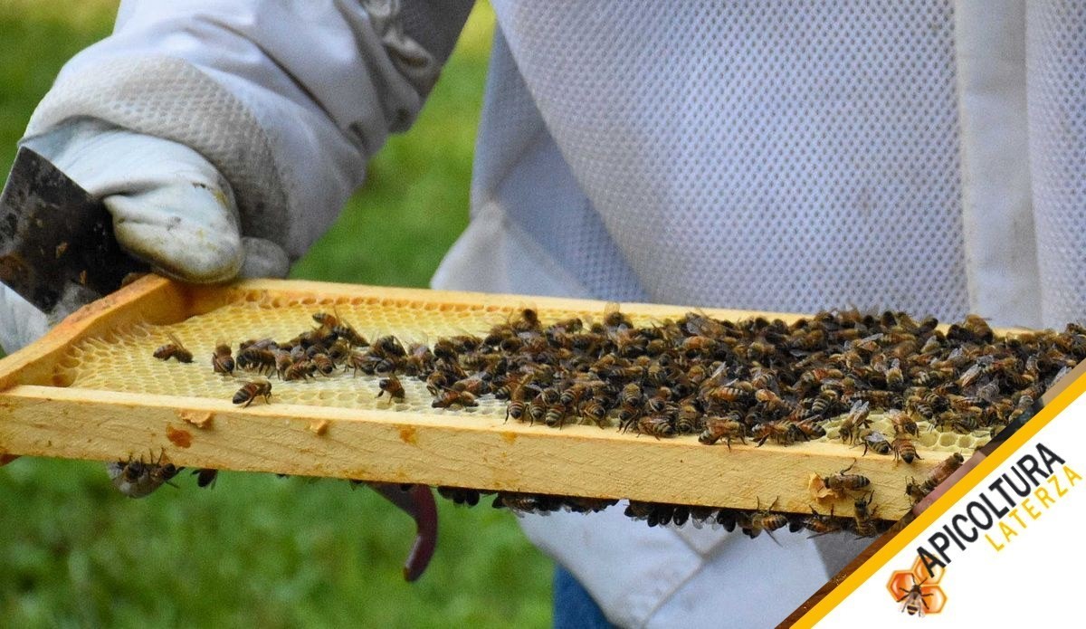 Varroa-Monitoring: Milben Zaehlen und Wissen, Wann zu Behandeln ist