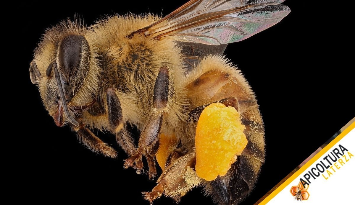 Pollen as an Indicator of Hive Health: Colour, Volume and Bee Bread