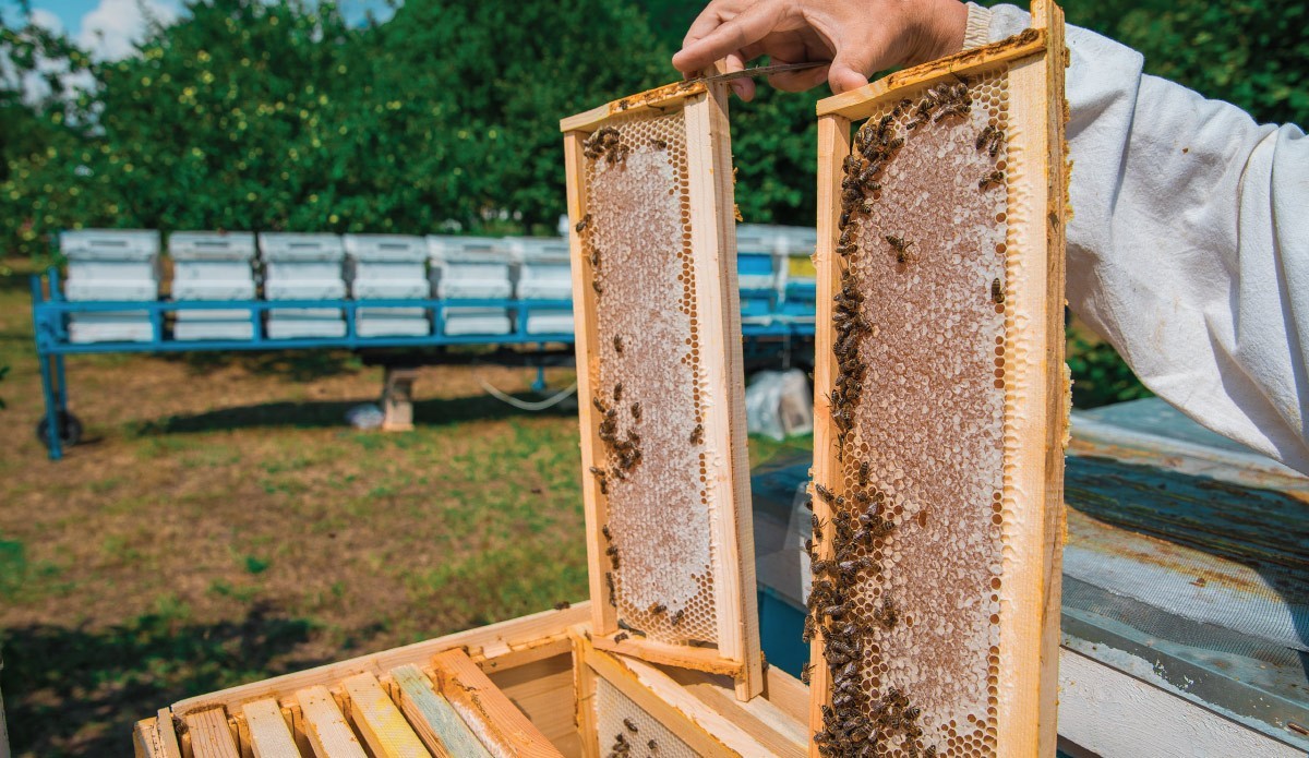 What are bee cores