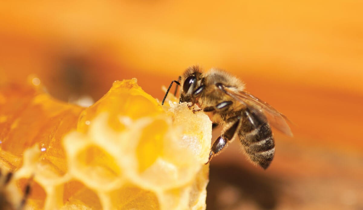 Comment l'abeille devient reine ? - Naturabee