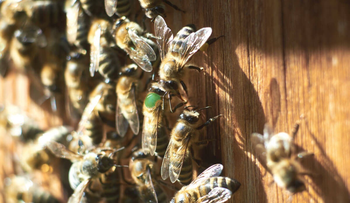 How queen bees are born and develop - Apicoltura Laterza