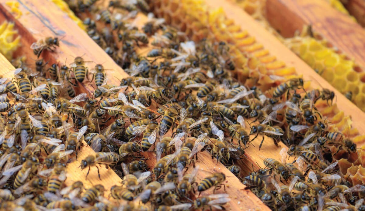 Queen bees and swarming