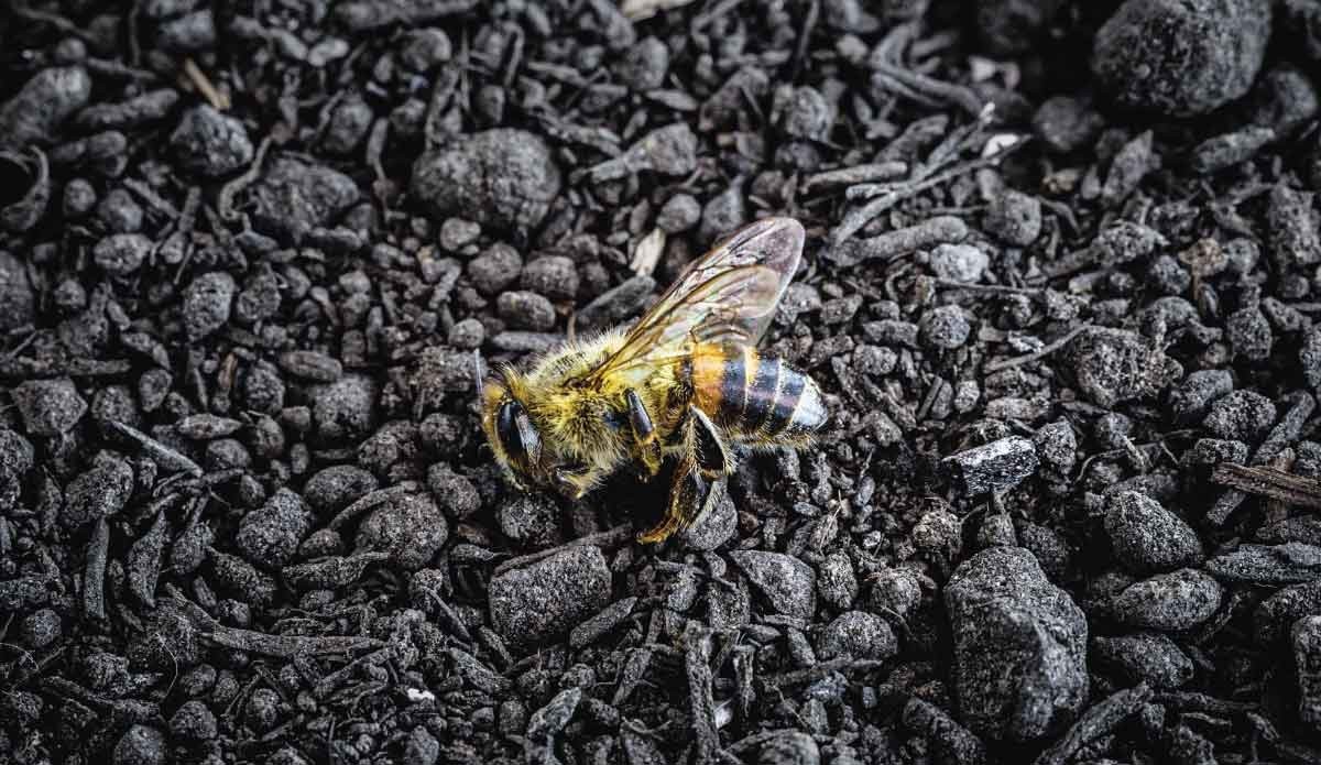 MeteoNews 24 - NON UCCIDERLA!!! Questa è un'ape che è presente in questo  momento nei giardini. Si chiama Ape Xilocope. È l'ape più grande d'Europa  (2.5 cm). Lei non punge (se non