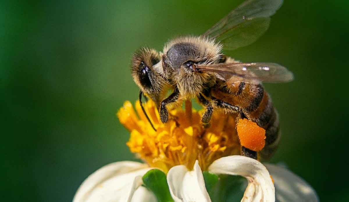 La vie de la reine des abeilles - Association Confidences d'Abeilles