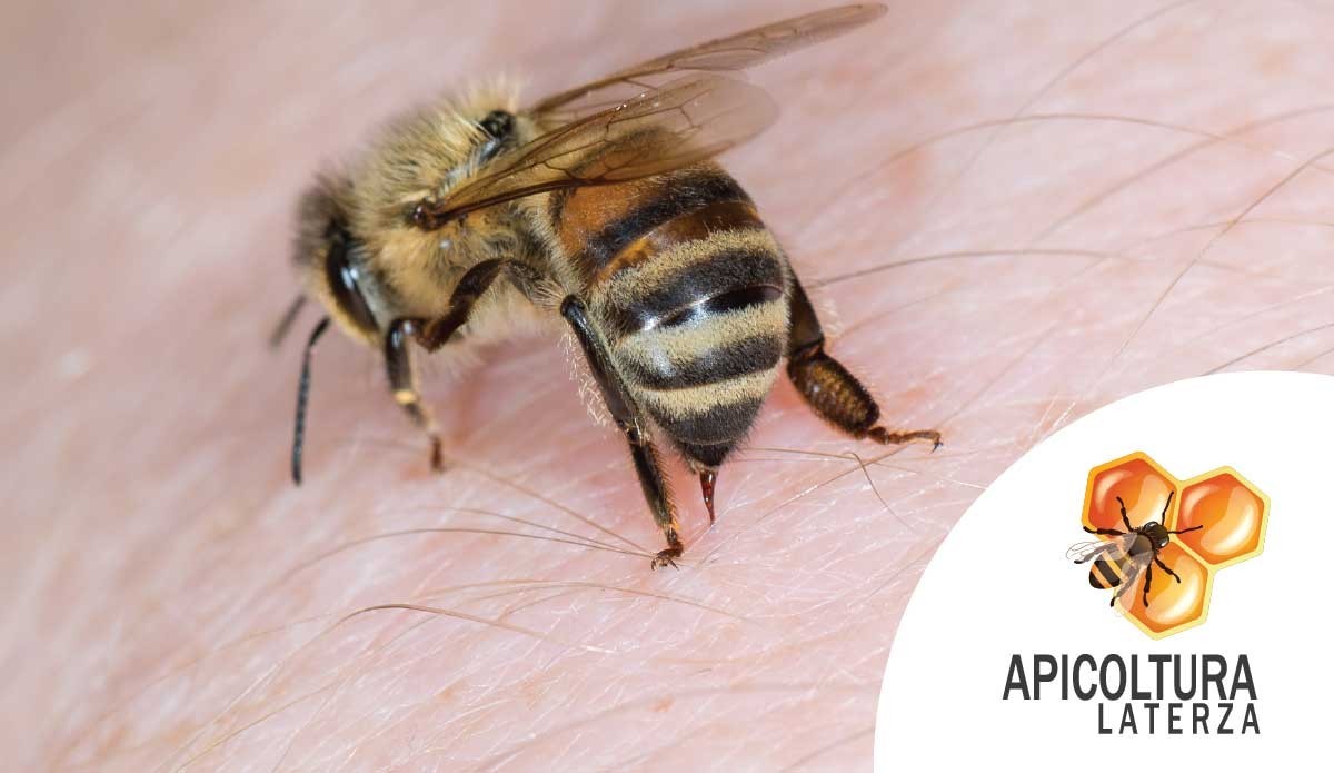 Comment l'abeille devient reine ? - Naturabee